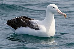 Royal Albatross