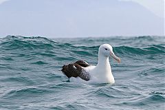 Northern Royal Albatross