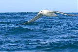 Royal Albatross