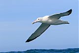 Royal Albatross