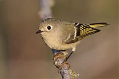 Ruby-crowned Kinglet