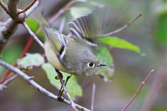 Ruby-crowned Kinglet