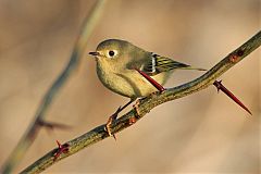 Ruby-crowned Kinglet