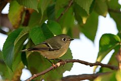 Ruby-crowned Kinglet