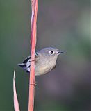 Ruby-crowned Kinglet