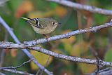 Ruby-crowned Kinglet