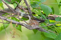 Ruby-throated Hummingbird