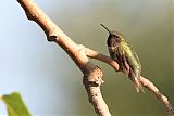 Ruby-throated Hummingbirdborder=