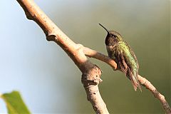 Ruby-throated Hummingbird