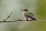 Ruby-throated Hummingbirdborder=