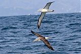 Salvin's Albatross