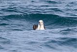 Salvin's Albatross