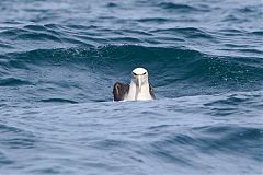 Salvin's Albatross