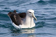 Salvin's Albatross