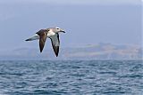 Salvin's Albatross