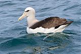 Salvin's Albatross