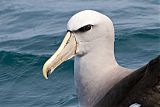 Salvin's Albatross