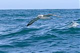 Salvin's Albatross