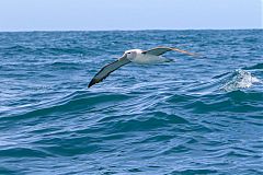 Salvin's Albatross