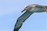 Salvin's Albatross