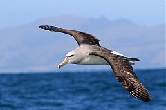 Salvin's Albatross