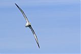 Salvin's Albatross