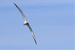 Salvin's Albatross