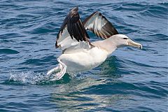 Salvin's Albatross