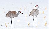 Sandhill Craneborder=