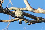 Satin Bowerbird