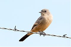 Say's Phoebe