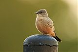 Say's Phoebe