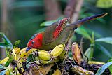 Scarlet-faced Liocichla