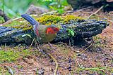 Scarlet-faced Liocichla