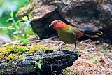 Scarlet-faced Liocichla