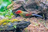 Scarlet-faced Liocichla