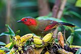 Scarlet-faced Liocichla