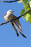 Scissor-tailed Flycatcher