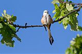 Scissor-tailed Flycatcher