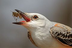 Scissor-tailed Flycatcher