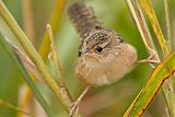 Sedge Wrenborder=