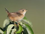 Sedge Wrenborder=