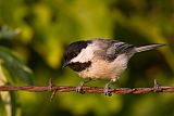 Black-capped Chickadeeborder=