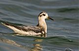 Red Phalarope