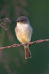 Eastern Phoebe