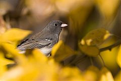 Dark-eyed Junco