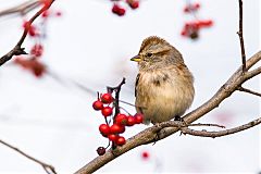 American Tree Sparrow