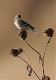 American Tree Sparrowborder=