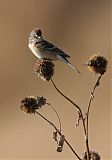 American Tree Sparrow