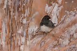 Dark-eyed Juncoborder=